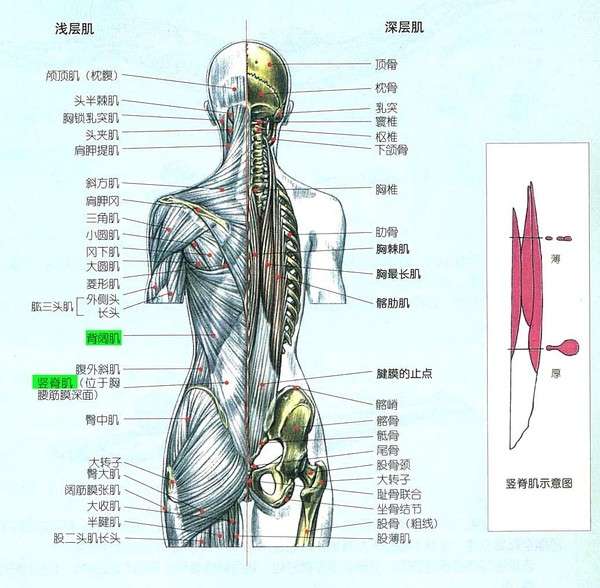 女生后背很厚?