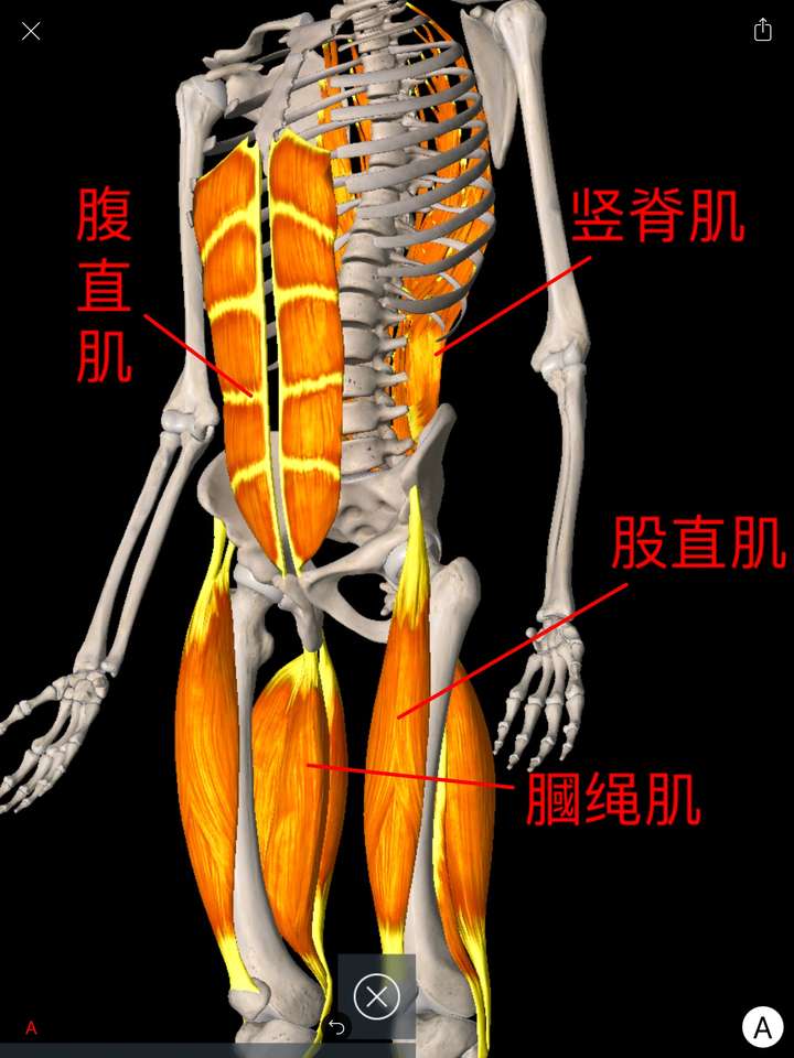 你可以看见, 股直肌连接着骨盆的髂前上棘, 腹直肌连接着耻骨联合, 竖