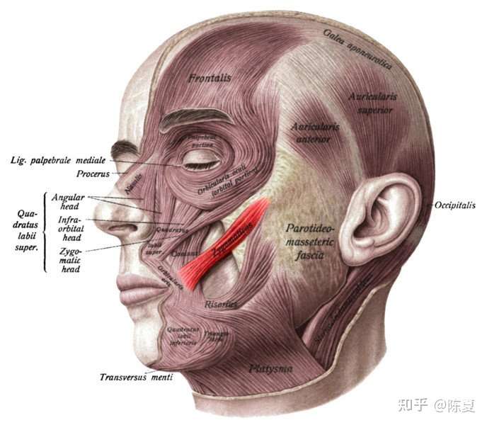 抬笑肌的目的是让颧肌拉伸,笑只是一种有利有弊的训练手段.