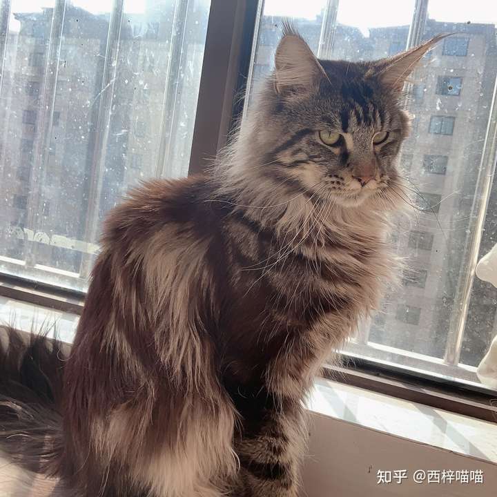 猫真的会被打服吗?
