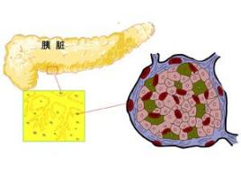 中科西部研究院胰岛细胞技术将为干细胞治疗糖尿病带来突破