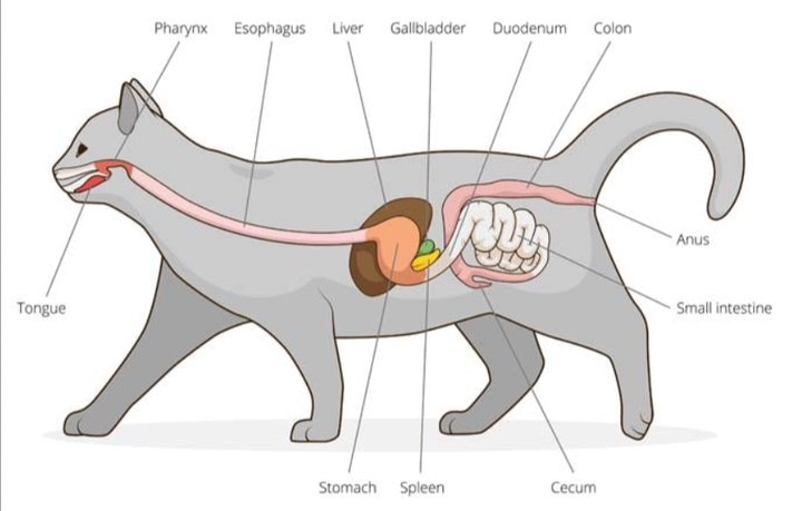 猫咪得了肠胃炎后能自动恢复吗?