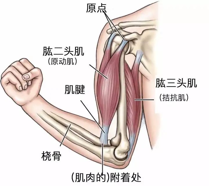 如何专门锻炼小臂上的肌肉