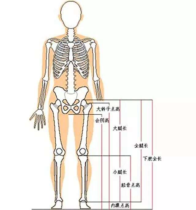 按标准量出的腿长占身高什么样的比例