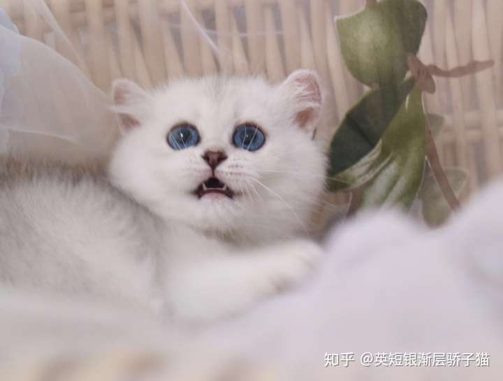银渐层猫可以长到多少斤