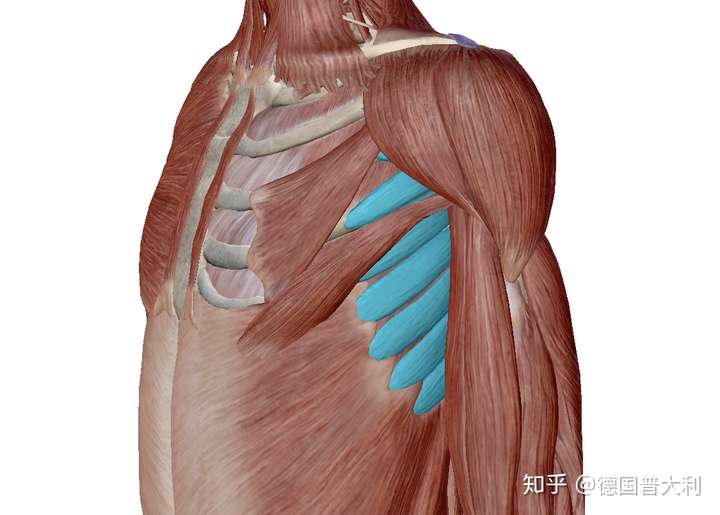 一般维持肩胛胸壁关节稳定性的肌肉,主要是由前锯肌,菱形肌,下斜方肌