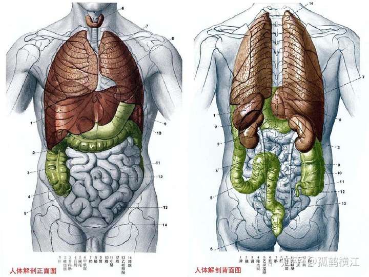 人体器官怎样分布?