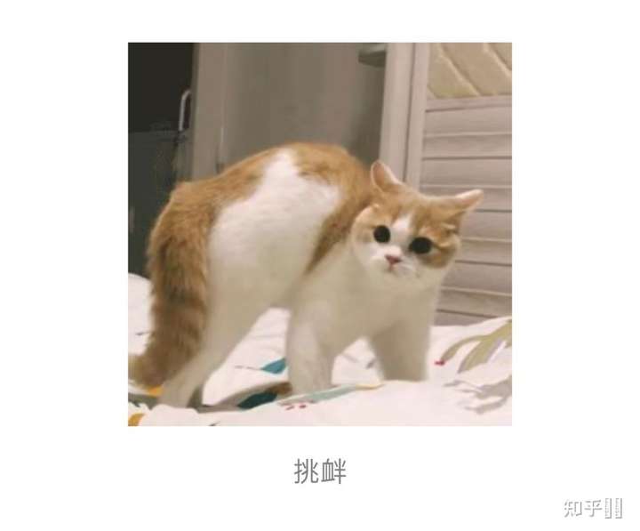 猫炸毛然后僵尸跳一样的跳着走是怎么回事?