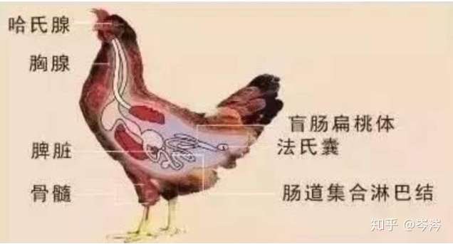 腔上囊(也叫法氏囊)