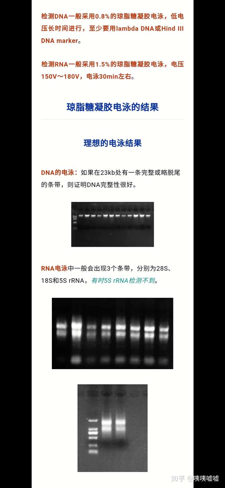 加入足量的dna酶去除dna,然后如图做rna电泳看看条带是否符合