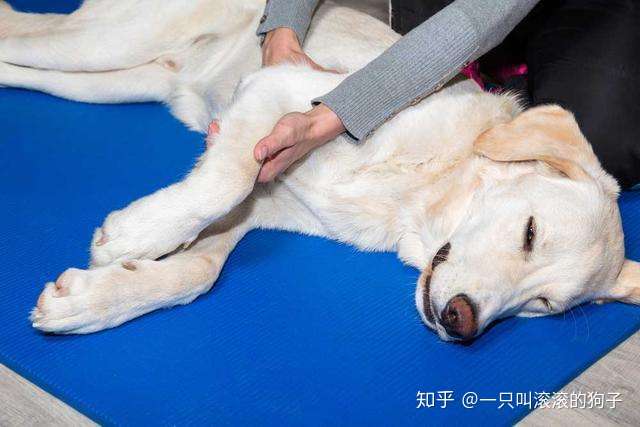 拉布拉多咬伤了怎么办