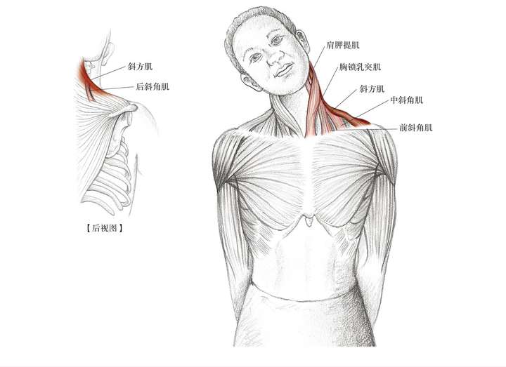▍ 拉到的肌群 ·主要肌群:肩胛提肌,斜方肌.