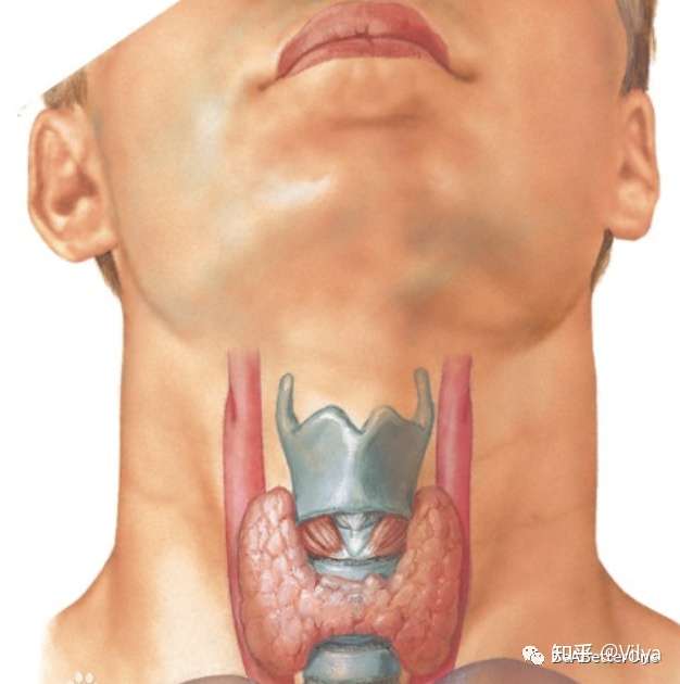 甲状腺在人脖子部分,包裹着气管,在气管两边的呈蝴蝶状.