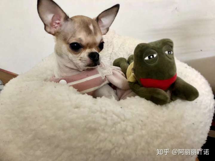 关注问题 67 写回答 狗 搞笑 宠物犬 吉娃娃 为什么吉娃娃长得这么