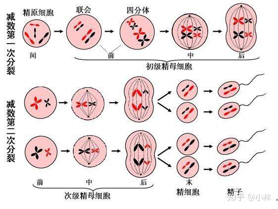 组合"以及四分体时期的"非姐妹染色单体交叉互换"都是属于基因重组