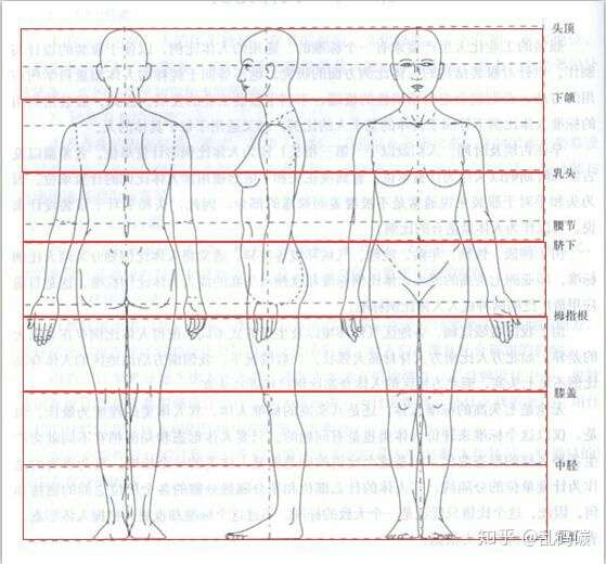 素描速写人体比例示意图(网图侵删