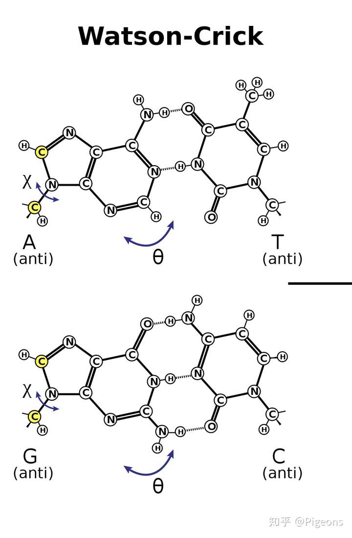 为何说腺嘌呤与腺嘌呤,胸腺嘧啶与胸腺嘧啶配对违反化学规律?