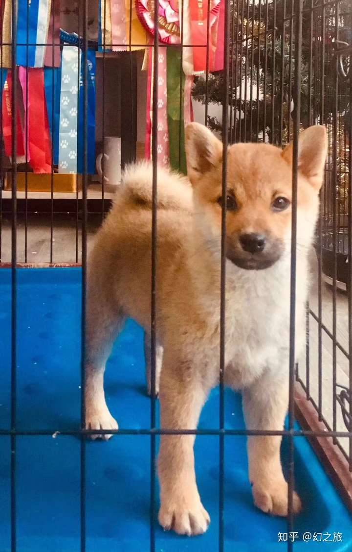 我家是cku的注册犬舍,所以对柴犬研究的比较多,有不懂的可以问我
