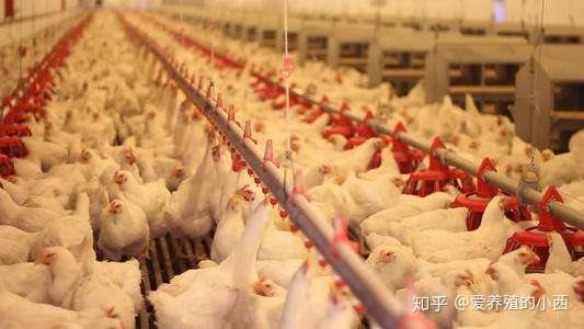 肉禽鸡舍氨气问题严重影响肉鸡发育,如何快速有效预防