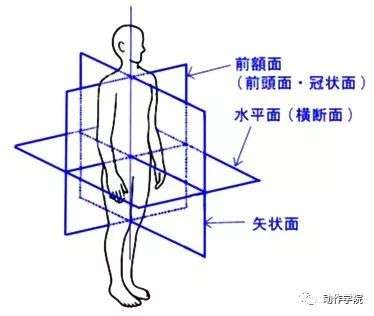 我们可以从三个平面分析我们的身体:冠状面,水平面和矢状面.