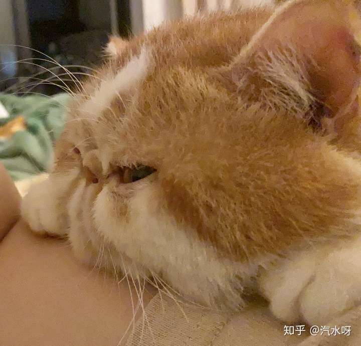 请问这是加菲猫嘛?