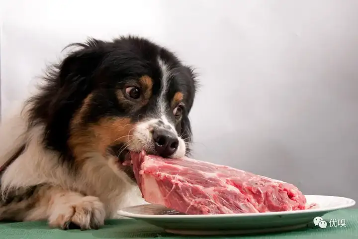狗狗可以只吃肉吗?