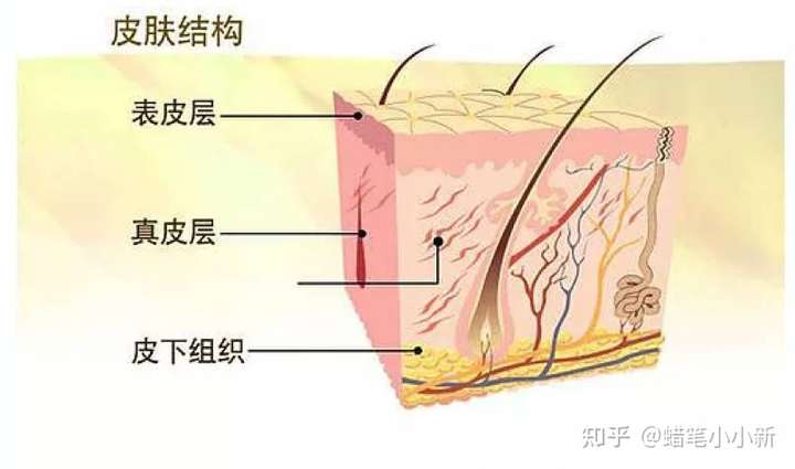 先来了解一下皮肤结构