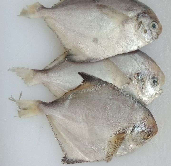 镰鲳  