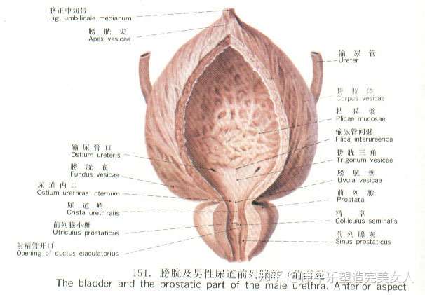 膀胱除了炎症还可能引发这些哦