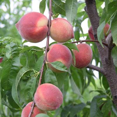 连平鹰嘴蜜桃管理技术重庆桃树苗批发基地鹰嘴桃树怎么种植