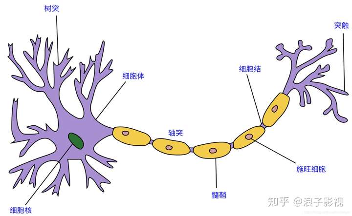 神经元的结构 树突主要接受来自其他神经元的信号,是接受器 轴突用来