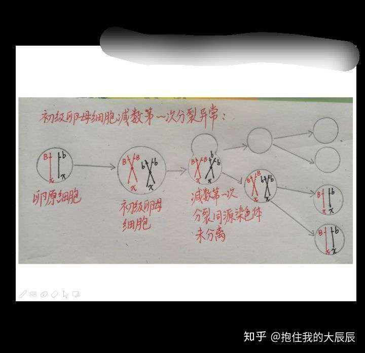 卵细胞减数分裂异常图咋画
