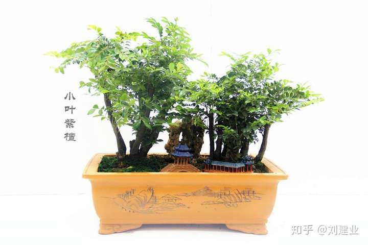 谢邀,这东西是双子叶紫檀属的乔木,又名青龙木,主要生长在热带地区