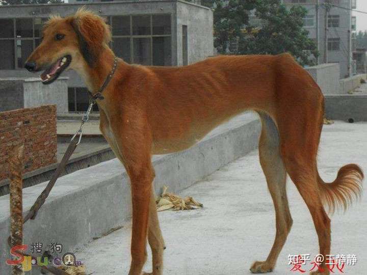 这是一"细"还是"瘦"?这应该是身材细长,但这狗不瘦,浑身肌肉!