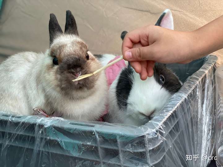 肉兔长大后真的很丑吗
