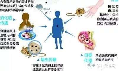 什么是汉坦病毒