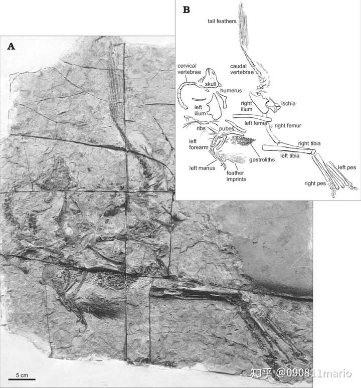 gastrolith所指一团黑漆漆的东西就是胃石;图源ji et al. (1998)