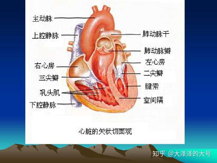 为什么二尖瓣狭窄能导致肺动脉瓣第二心音增强,而二尖瓣关闭不全不能?