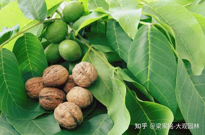 你了解园林中的胡桃树核桃树吗