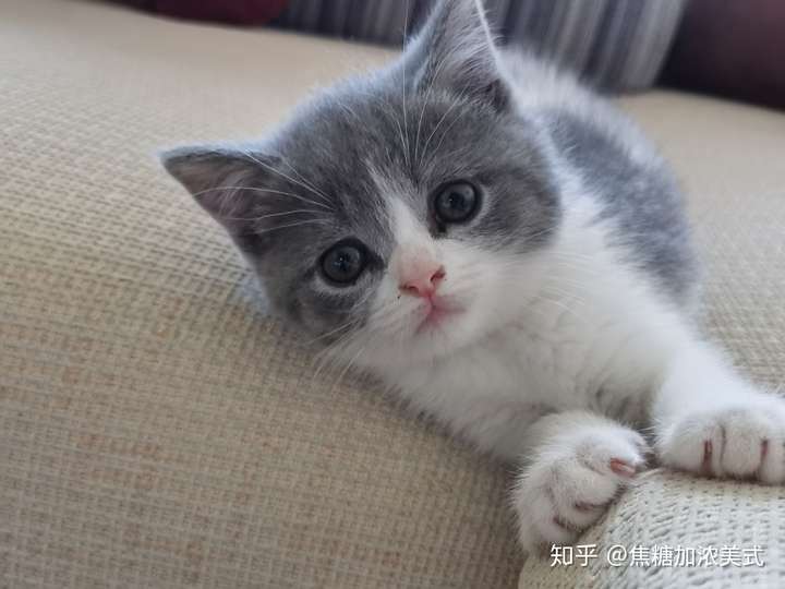 4800买的英短蓝白,现在长成土猫啦?它到底是土猫还是尴尬期啊?