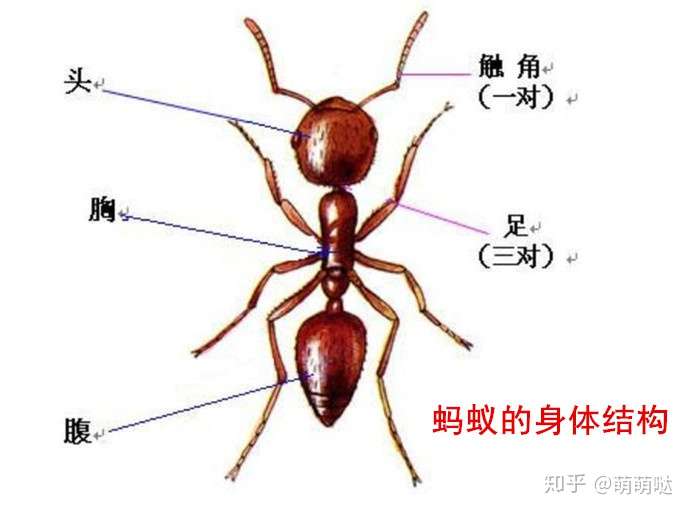 如何去除家中的小红蚂蚁?