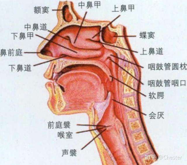 最近在学面罩唱法,想问低音和高音怎么唱到同一个地方