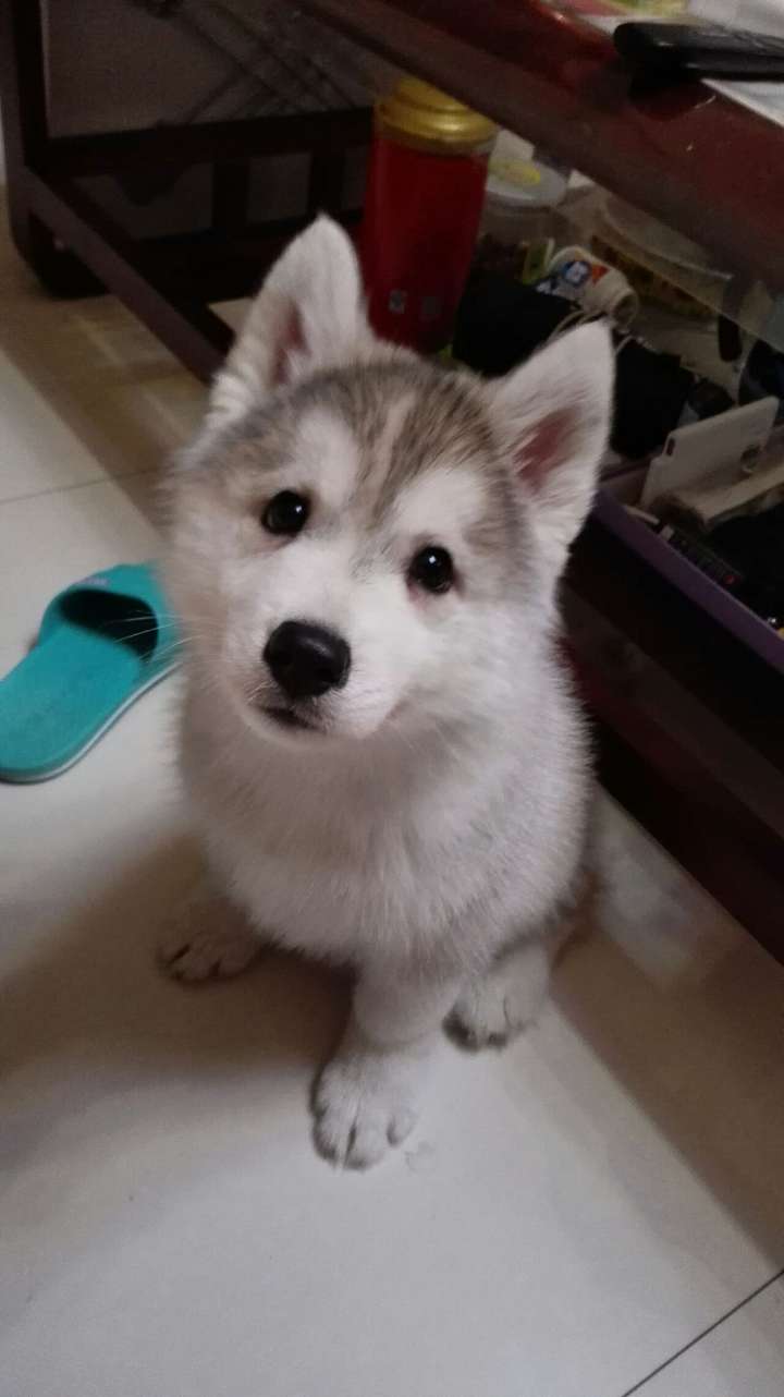 你与狗的故事?
