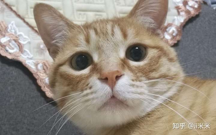 猫咪嘴巴两侧的胡须有什么用?