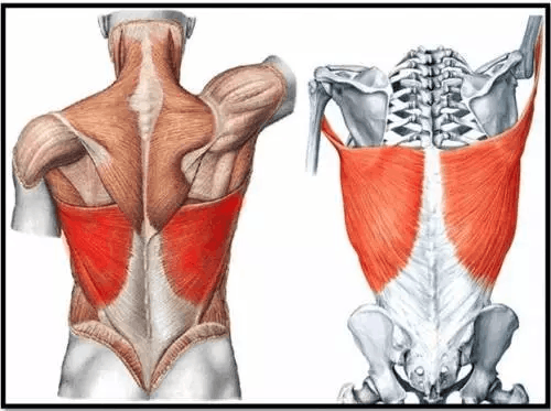 来,先看看,你要练的背,背阔肌,很显然不是描述的背大概中间往上的