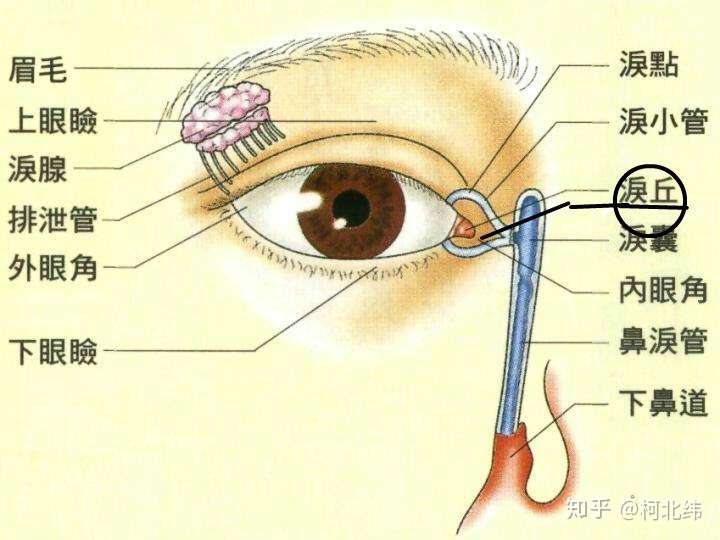 我觉得图三指示的很清楚 题主说的地方应该就是眼眦和下眼睑 1. 2.