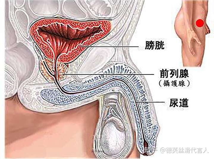 想触摸到前列腺其实也不难,它就位于菊花5cm~7cm的位置.