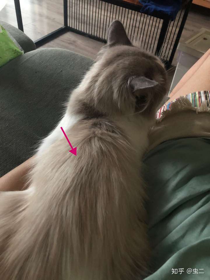 布偶猫满背什么意思
