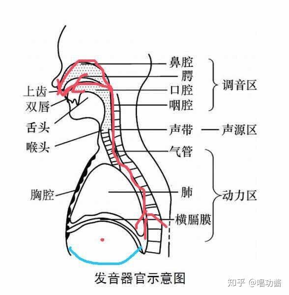 唱歌时如何做到用气息发声?和假声有什么主要区别?