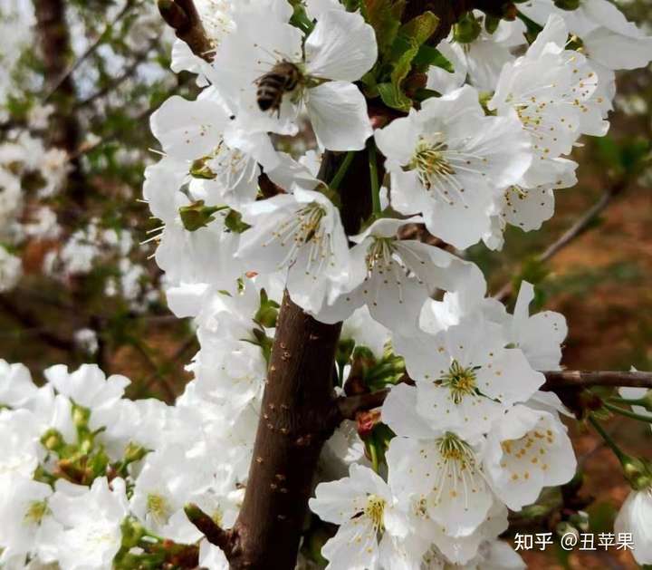 车厘子开花啦 蜜蜂在樱桃园采蜜